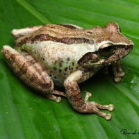 Pseudophilautus steineri Manamendra-Arachchi & Pethiyagoda, 2005